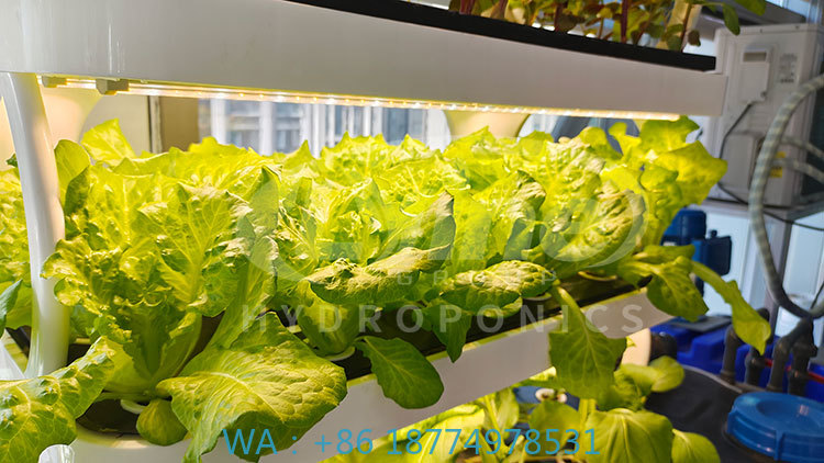 Hydroponic System - ج آلة الزراعة لزراعة الخضار الخس