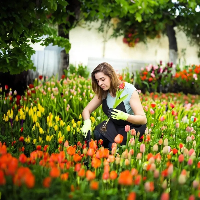 أداة يدوية 2 في 1 للحدائق: مشط - مراجعة Gardening Tools Rake وسعره