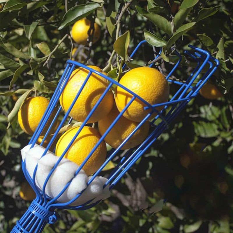 رأس قطفة فواكه عميق محمول للاس - مراجعة Gardening Tools Basket وسعره