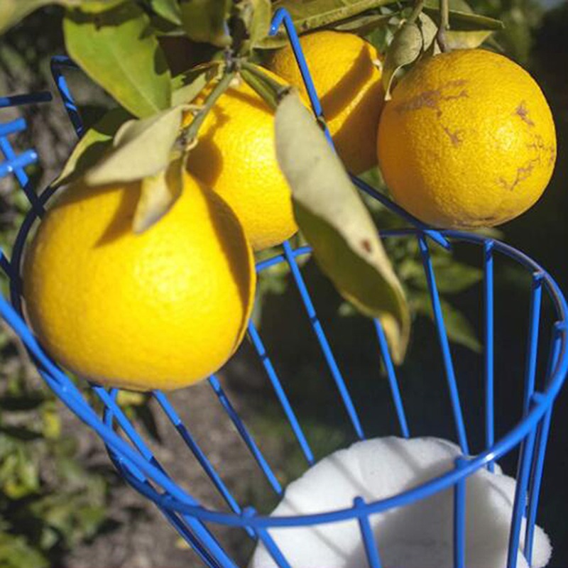 رأس قطفة فواكه عميق محمول للاس - مراجعة Gardening Tools Basket وسعره
