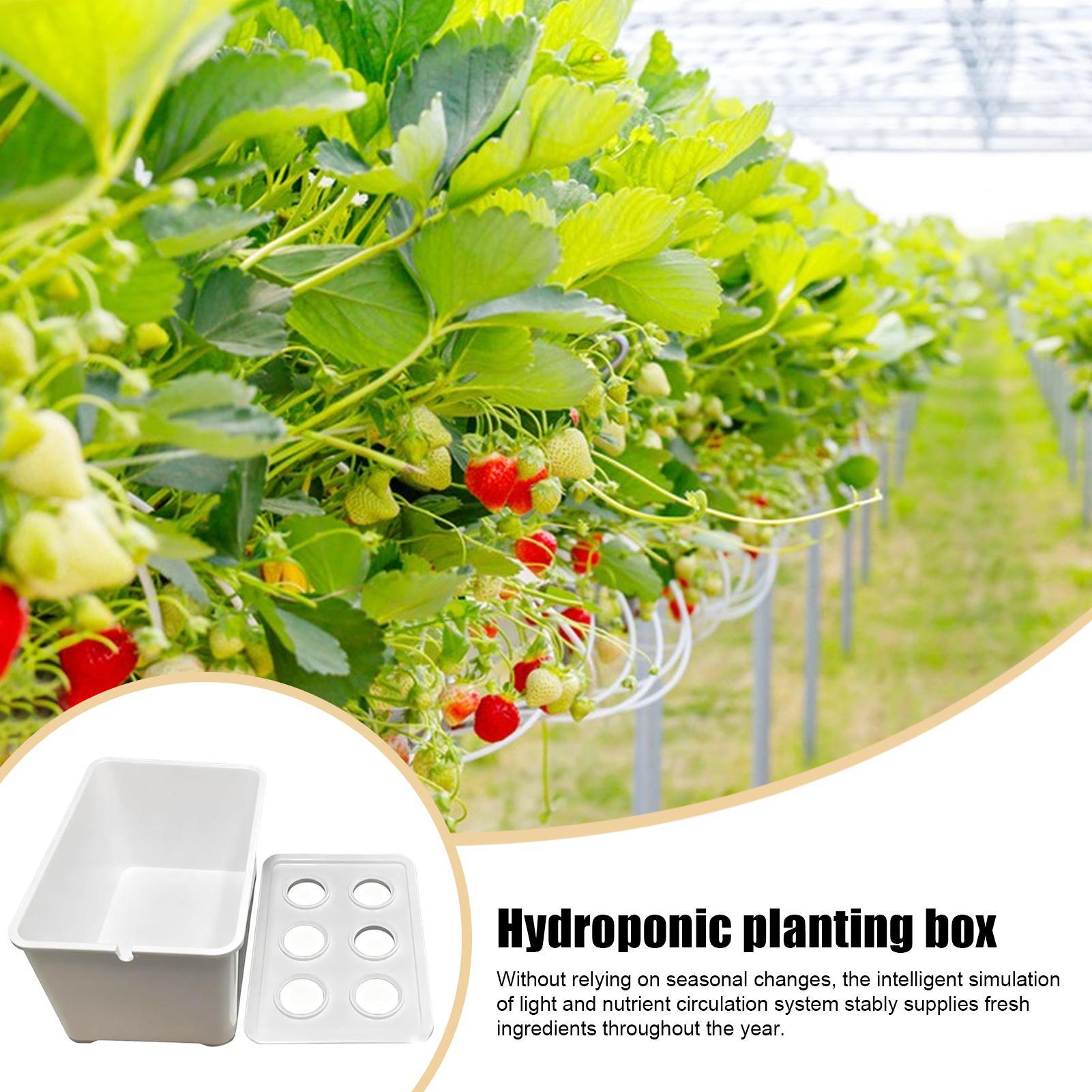 مجموعة الزراعة المائية المعدات - مراجعة Hydroponic System وسعره
