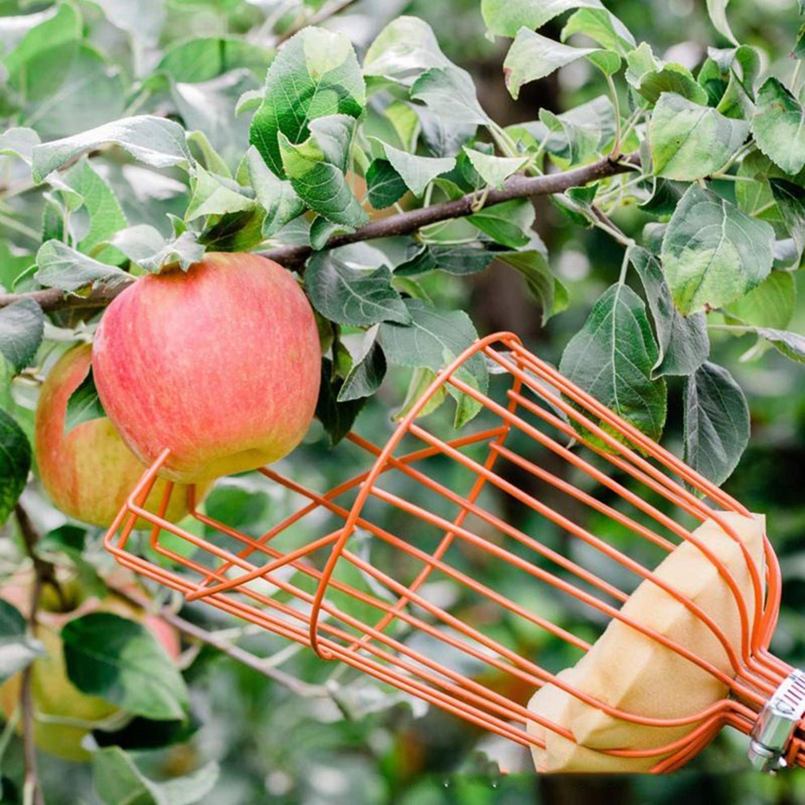 سلة منتقي الفاكهة بمقبض قابل ل - مراجعة Gardening Tools Basket وسعره
