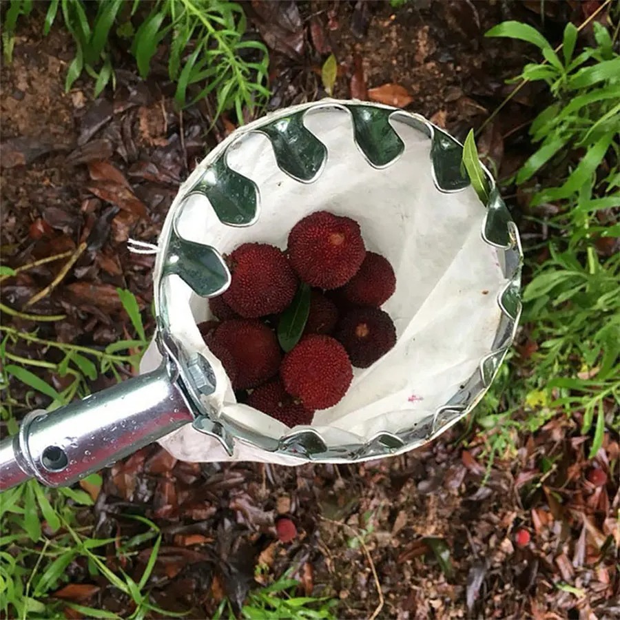 أداة احترافية لقطف التوت، سلة  - مراجعة Gardening Tools Basket وسعره